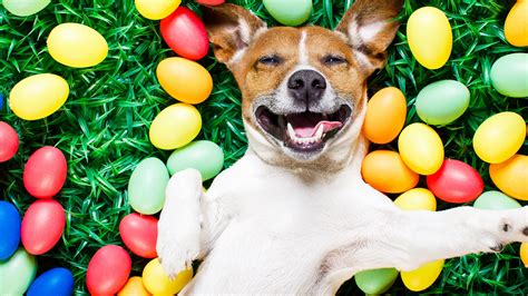 happy easter dog images